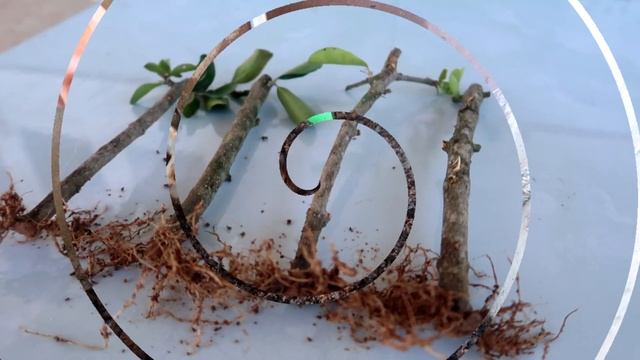 Growing Cherry Trees from Cuttings simple at home смотреть онлайн