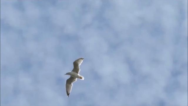 Душа искала. Очень красивая песня и ангельские голоса. смотреть онлайн