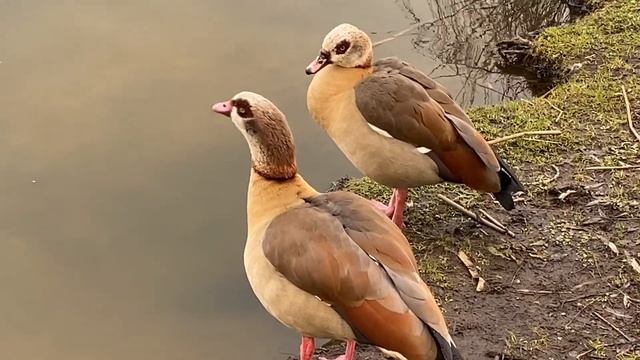 Vlog 62 - Любовь и гуси-лебеди смотреть онлайн