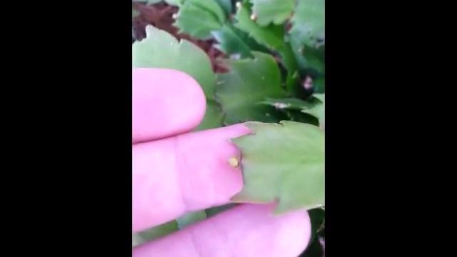 Thanksgiving Cacti and a special guest appearance by Echeveria Topsy Turvy смотреть онлайн