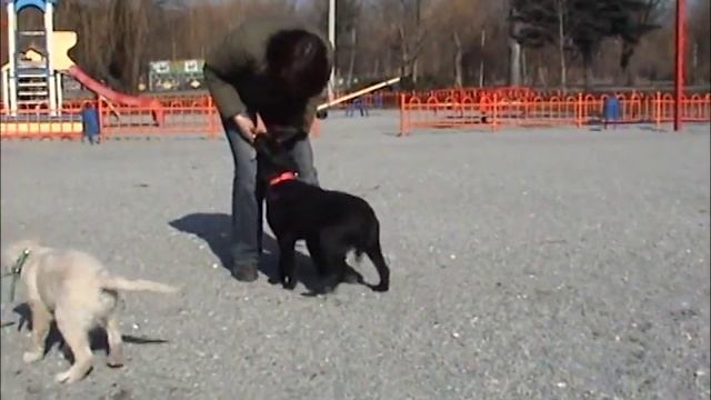 Прогулка золотистого ретривера и лабрадора смотреть онлайн