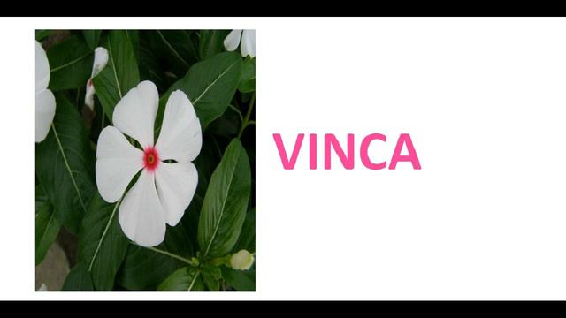 Flower Seeds That Can Be Sown In July смотреть онлайн