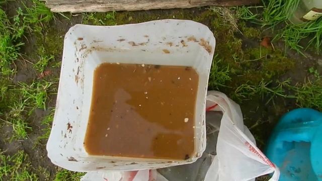 БРЕД ПРО ПОСАДКУ ЛЕСНЫХ ГРИБОВ В ОГОРОДЕ смотреть онлайн