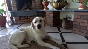 Лабрадор порода собак