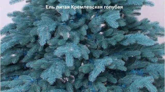 Искусственные елки в розницу - Начни свой бизнес! Доставка по всей России! смотреть онлайн