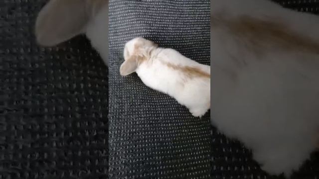 Вислоухие карликовые кролики. Крольчата смотреть онлайн