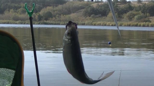 Думал тут НЕТ рыбы. Я БЫЛ НЕ ПРАВ! смотреть онлайн