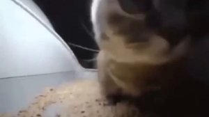 кот танцует типи типи тяпа тяпа