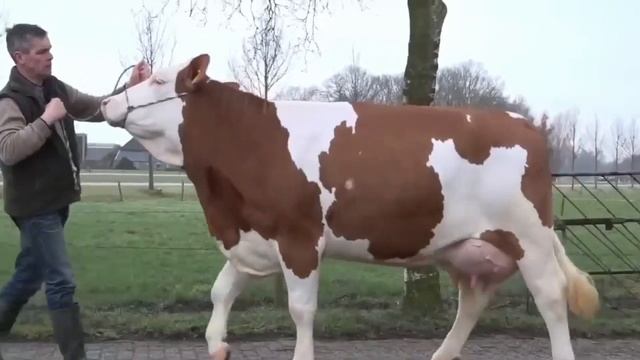 Сильные и красивые бык, буйвол, звуки быков, звуки природы, bull, buffalo смотреть онлайн