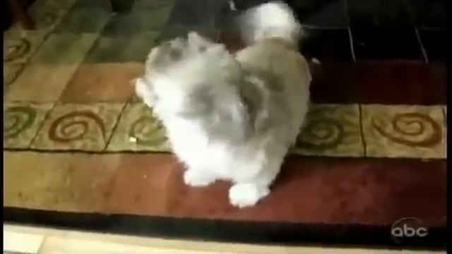 собака орет воет как человек смотреть онлайн