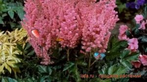 Астильба китайская Вижнс ин Пинк ? обзор: как сажать, рассада, саженцы астильбы Вижнс ин Пинк