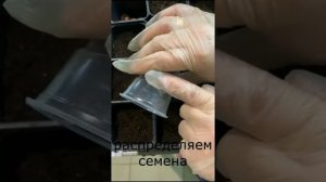 Как выращивать микрозелень на бэби лист. Микрозелень.Технология посадки