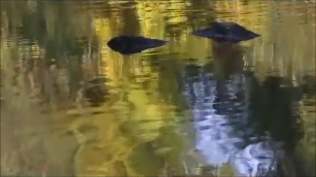 Горит свеча... стекает воск... смотреть онлайн