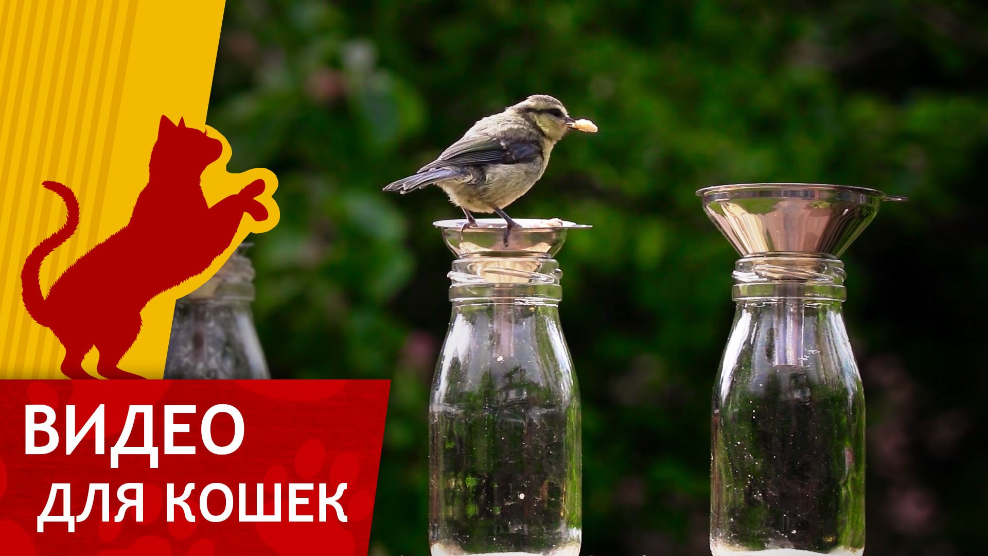 Видео для Кошек - Птички и бутылки (Развлеки своего кота) смотреть онлайн