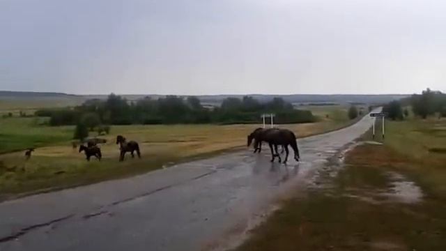 Стадо диких мустангов в селе Верхняя Добринка смотреть онлайн