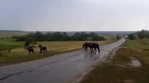 Стадо диких мустангов в селе Верхняя Добринка