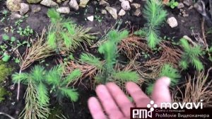 Выращивание ели из семян ? Результат 2-х летнего роста.