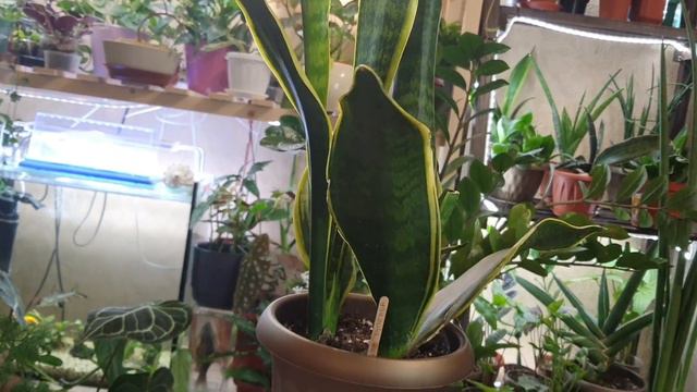 Мои сансевьерии. Часть 1 смотреть онлайн