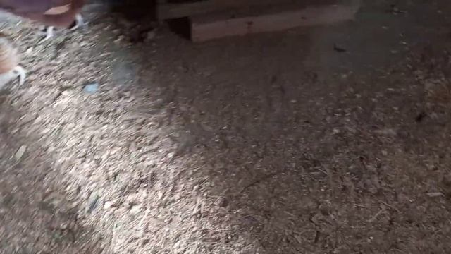 Содержание кур несушек. смотреть онлайн