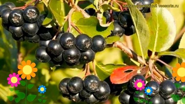 Арония черноплодная. Краткий обзор, описание характеристик, где купить саженцы смотреть онлайн