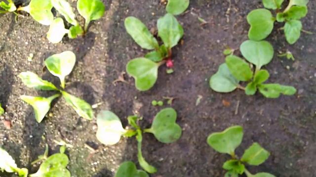 Поэтапное выращивания редиса смотреть онлайн