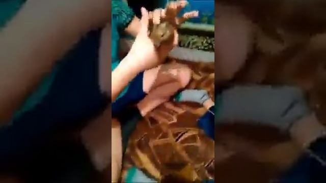 Белка Чилийская - Дего. смотреть онлайн