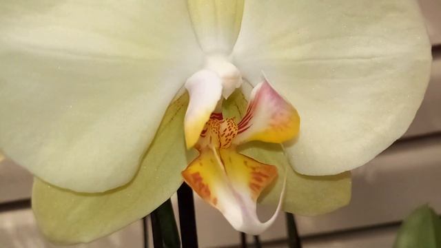 Обзор красивых орхидей и других цветов. Оптовая база, пер. Промышленный 4 . смотреть онлайн