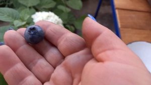 Голубика Нельсон и Денис блю