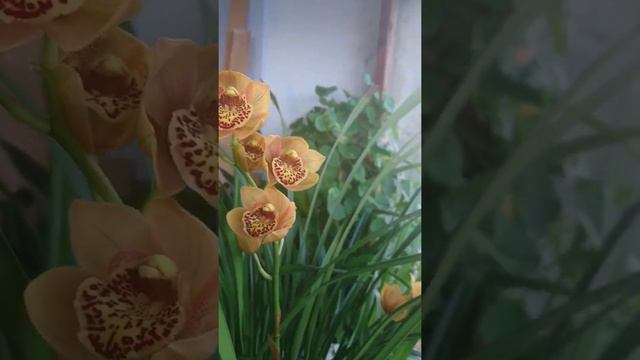 Cymbidium, Cymbidium Enzan Forest 'Majolica'