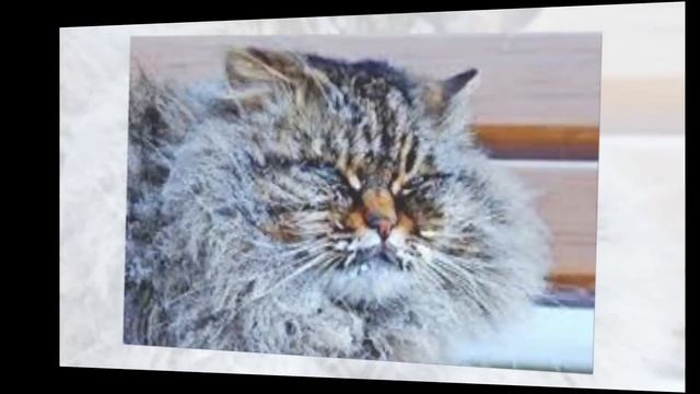 САМОЕ холодное обитаемое место - г.Оймякон, Якутия смотреть онлайн