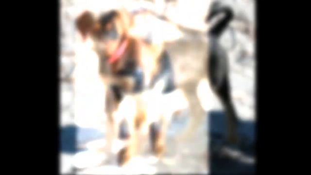 The Doberman Shepherd : Doberman + German Shepherd смотреть онлайн