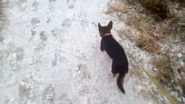 СОБАКА ПЁСЯ ГУЛЯЕТ НА УЛИЦЕ смотреть онлайн