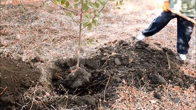 Посадка вишни осенью в своём саду на дачном участке. Старый деревенский способ. смотреть онлайн