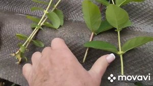 Черенкование и размножение жимолости