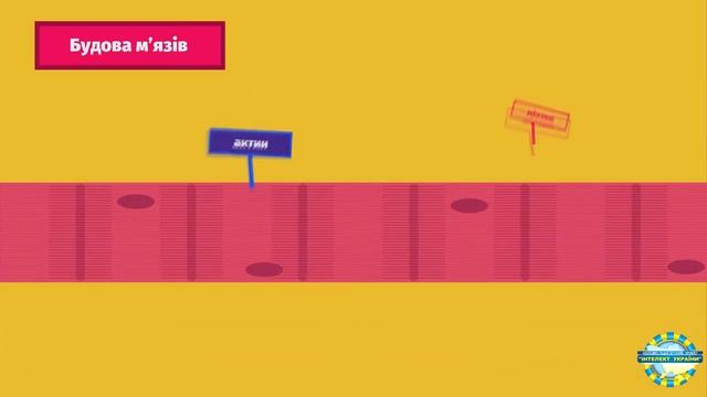 Будова та механізм скорочення м язів Медицина Біологія смотреть онлайн