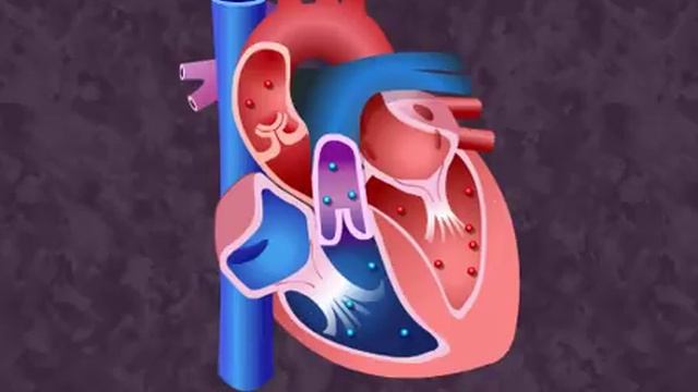 How your heart works - Cardiac Cycle смотреть онлайн
