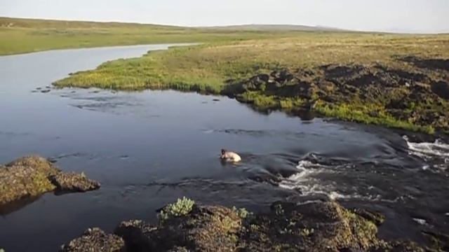 купание в горной реке Ассавей. смотреть онлайн
