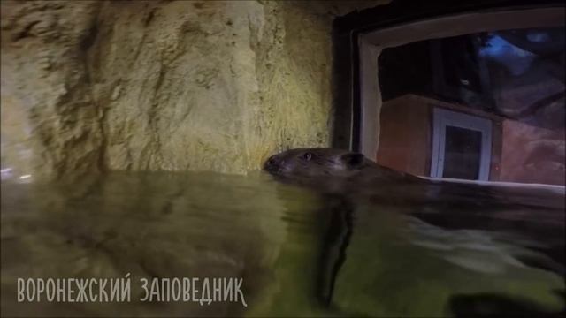 Плавающий бобр смотреть онлайн