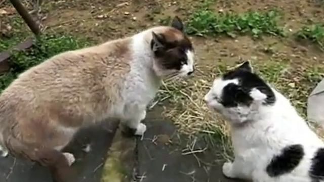 Кошки ругаются смотреть онлайн