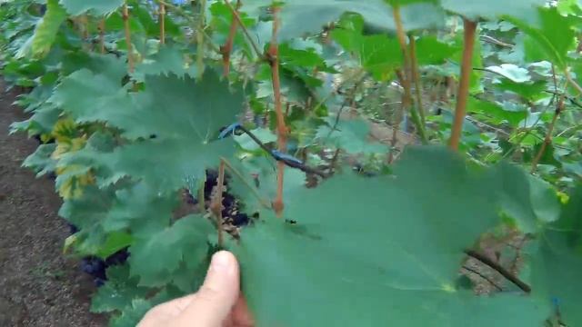 Виноград. Сорт винограда Страшенский. смотреть онлайн