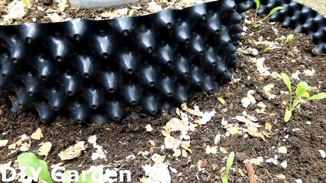 How To Grow Vegetable At Home Easily For Beginners | Growing Swiss Chard