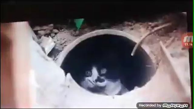 Коты против зомби с озвучкой смотреть онлайн