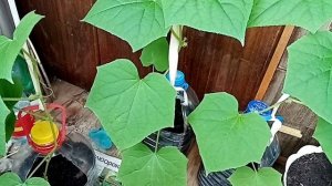 Балконные огурцы. Пустоцветы и пасынки удалять. Обработка марганцовкой.