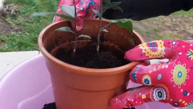 Вредители комнатных растений. Борьба смотреть онлайн