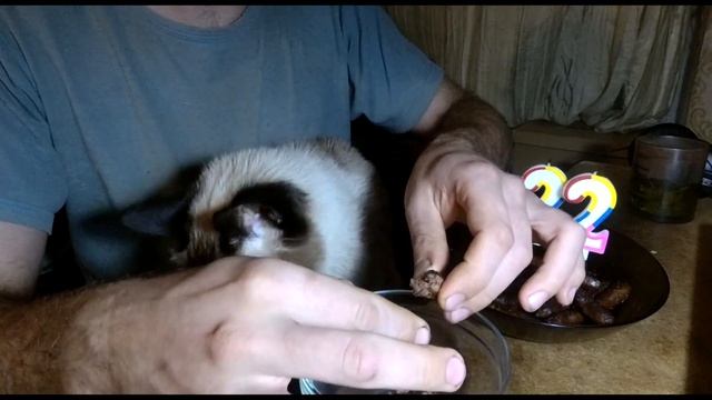 22 года в строю! День рождения моего кота ) смотреть онлайн