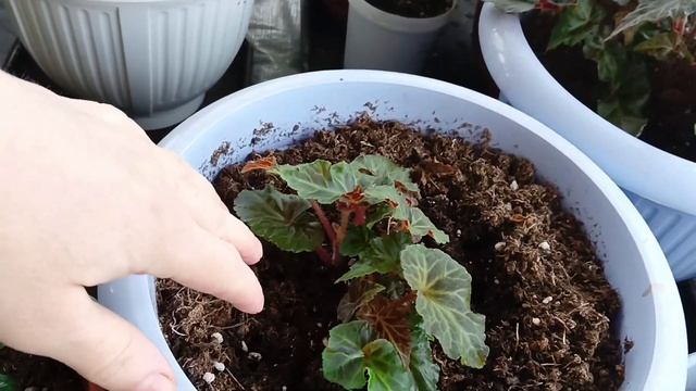 Ломаю все стереотипы о выращивании бегоний.Болталка. смотреть онлайн