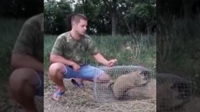 Сегодня, 13 июля 2020-го, на 11 сурков (байбаков) в нашем регионе стало больше. И это восхитительно смотреть онлайн