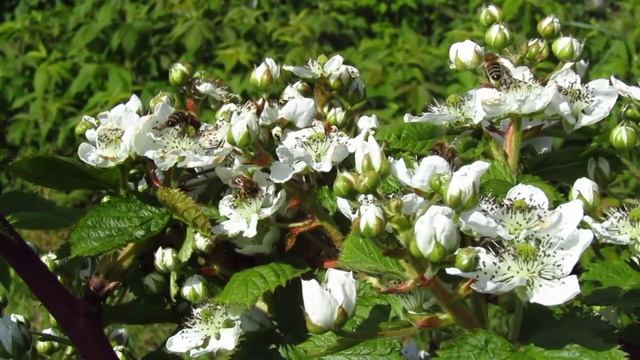 Buzzing bees collecting nectar.#Shorts смотреть онлайн
