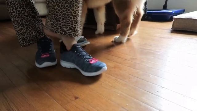 Sketchers Shoes Unboxing смотреть онлайн