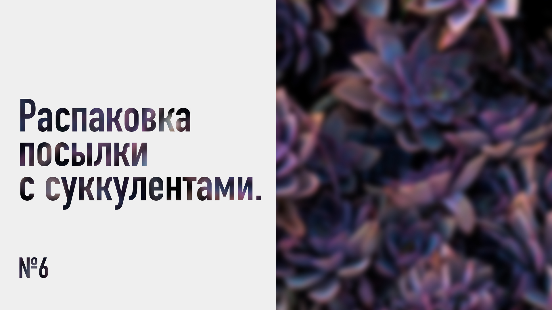 Распаковка посылки с суккулентами №6